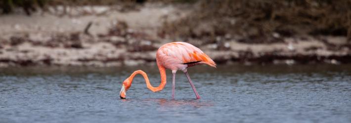 A flamingo lowers its neck to drink from the water it is standing in. Its neck bends like a backwards letter S and its legs are slightly spread apart. The flamingo's body is a rosy pink, with darker pink legs, and a more coral pink color on its neck and wings.